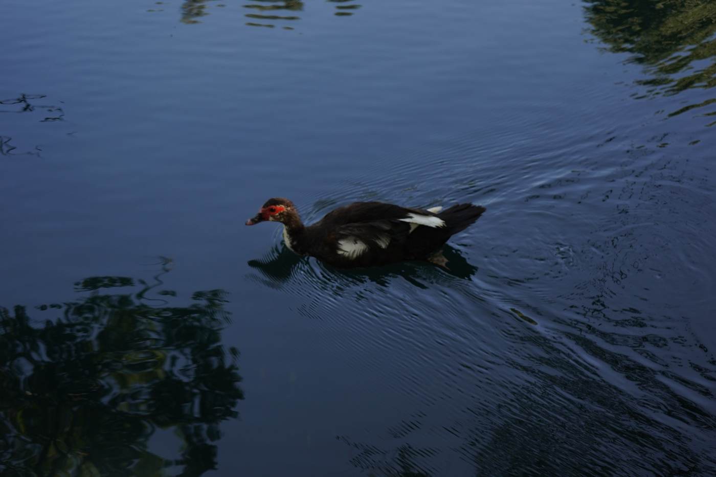 Foto de Ángel: un pato nada solo